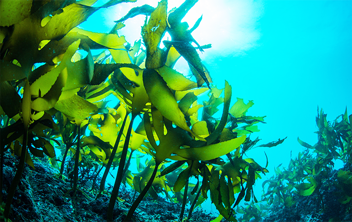 Agro Sea: Algicultura aplicada no agro para redução da emissão dos GEE e seqüestro de carbono