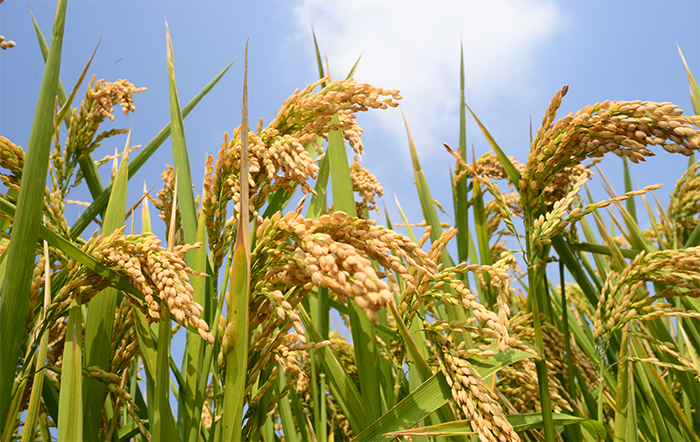 Arroz: Cotações seguem em baixa