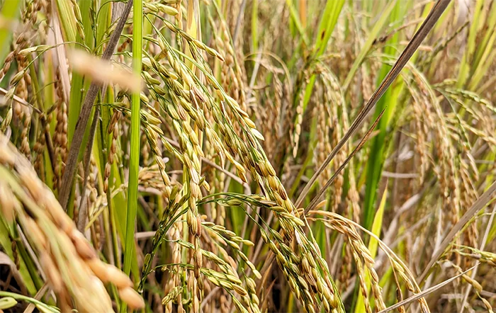 Arroz: Preço médio é o menor em 14 anos