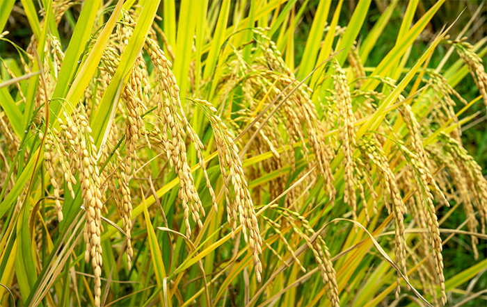 Arroz: Em 2025, queda do Indicador é de quase 40%