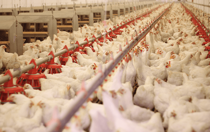 Frango: Poder de compra em relação ao farelo é recorde