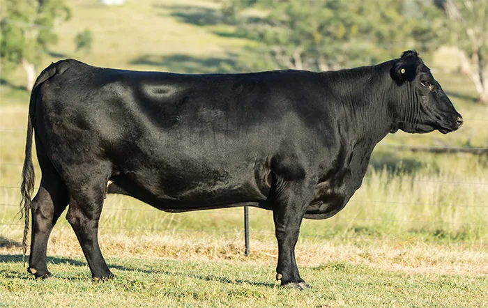 Boi: Preços do boi e da carne seguem firmes