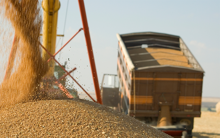 Primeira estimativa da Conab para safra 2025/26 indica produção de 354.71 milhões de toneladas