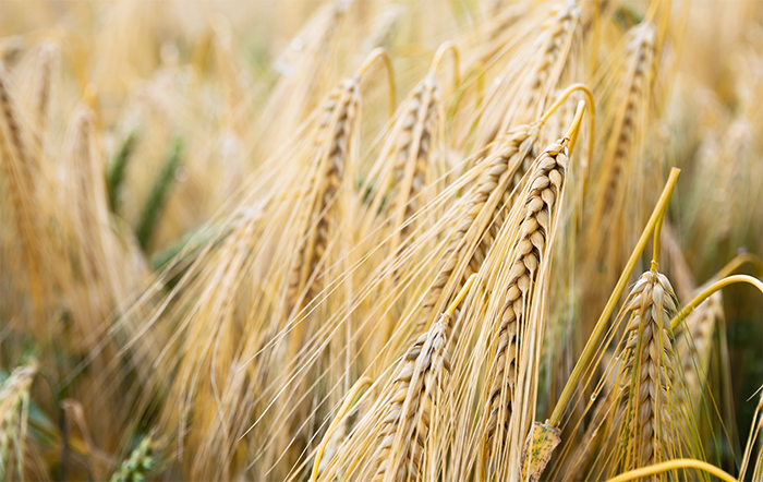 Trigo: Média do cereal importado é a menor desde novembro de 2020