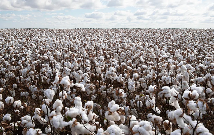 Algodão: Posição firme dos produtores sustenta cotação
