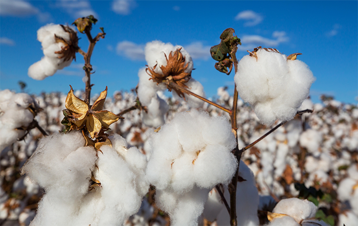 Algodão: Preço interno se mantém firme; exportações estão intensas