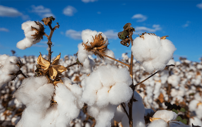 Algodão: Exportações brasileiras da pluma seguem intensas