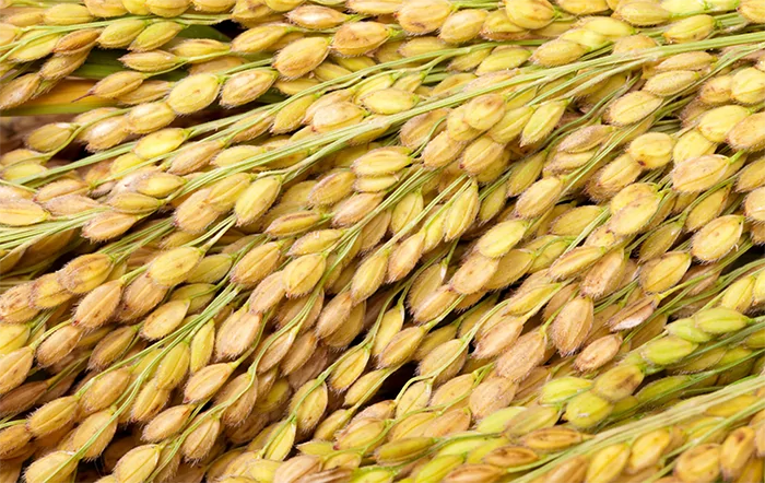 Arroz: Indicador segue em queda, mas variações são menos intensas