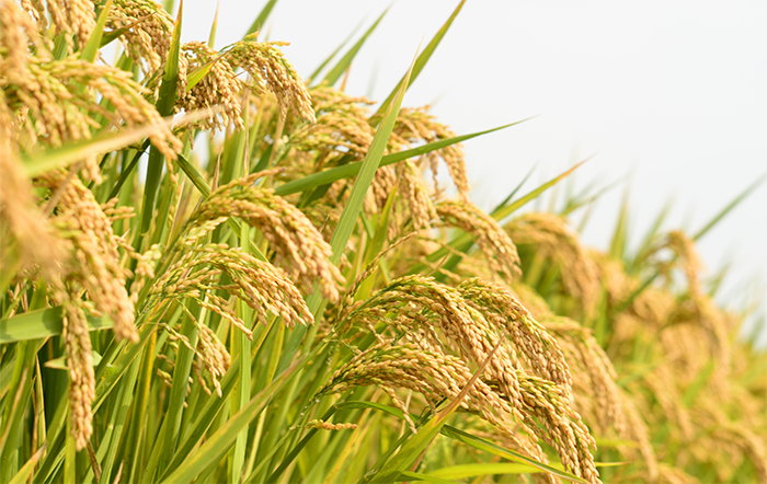 Sem encontrar suporte, preço do arroz em casca inicia mais um mês em queda