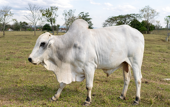 Boi: Preços da reposição e da vaca sobem