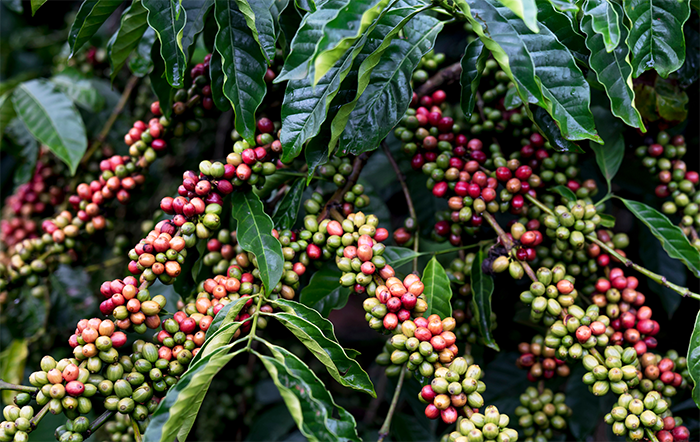 As certificações Rainforest Alliance e Beef on Track prometem impulsionar o agro brasileiro no mercado global