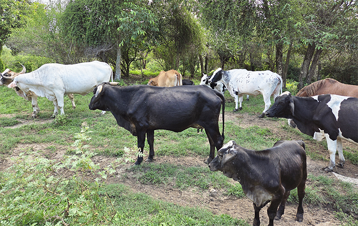 Universidade Castelo Branco e SNA realizam evento para interessados em ingressar no curso de Medicina Veterinária