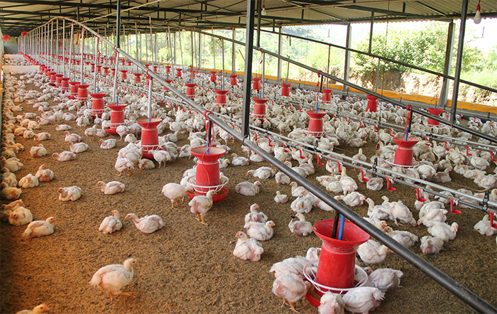 Frango: Poder de compra do avicultor paulista volta a cair