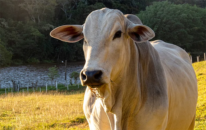 Boi: Oscilações de preços caem pela metade em 2025