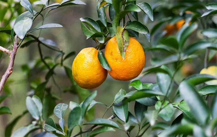 Citros: Maior umidade favorece safra, mas ventos e granizos preocupam