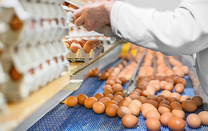 Ovos: Poder de compra do avicultor é o menor em 9 meses