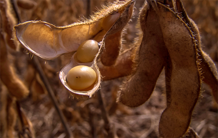 Soja: Exportação de farelo é recorde na parcial do ano