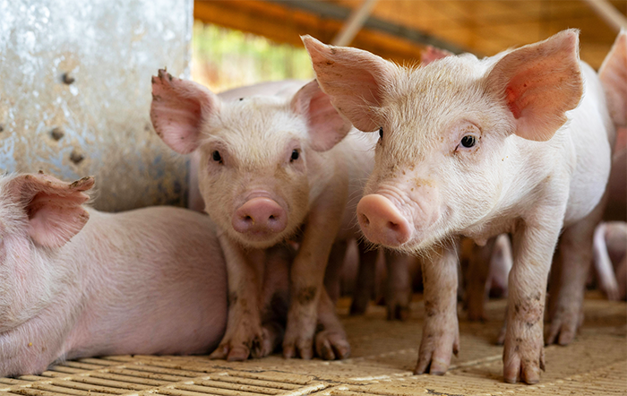 Suínos: Preços reagem no Brasil; exportações seguem intensas