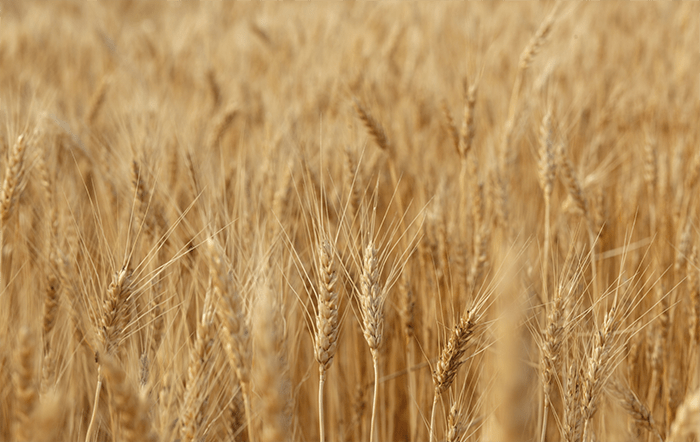 Preços do trigo seguem em baixa no RS, mas se estabilizam no Paraná