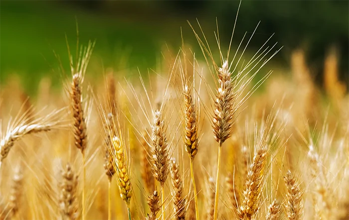 Trigo: Clima favorece lavouras no final de outubro; médias registram novas quedas