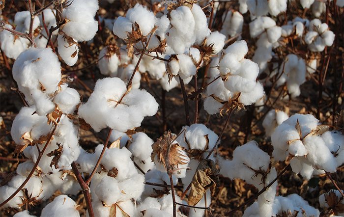 Algodão: Preços domésticos oscilam; exportações podem registrar novo recorde