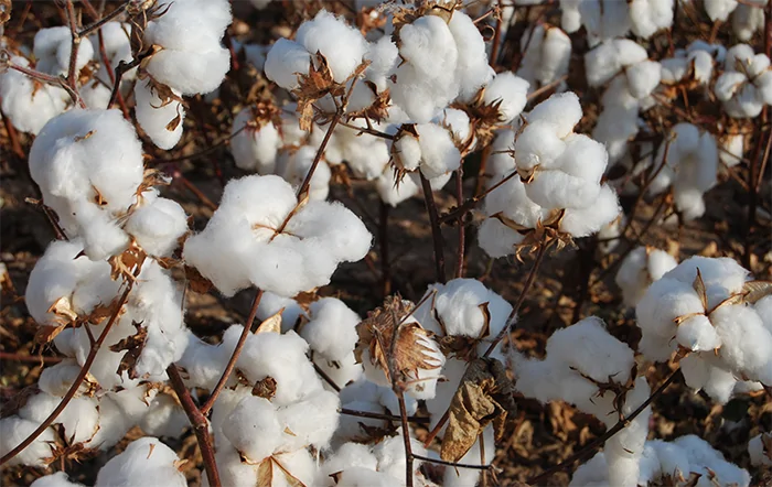 Algodão: Liquidez diminui no mercado spot