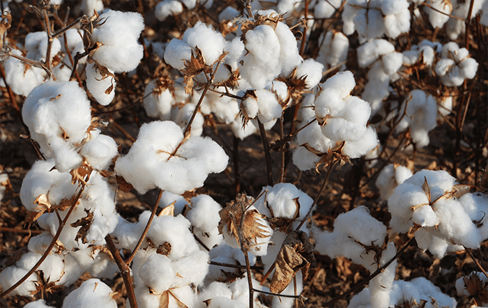 Algodão: Indicador cai em novembro pelo 6º mês consecutivo