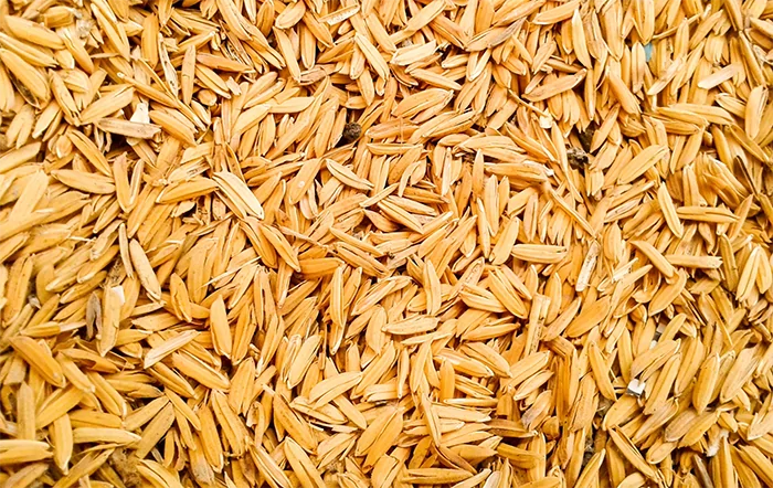 Arroz: Preços têm pequenas reações