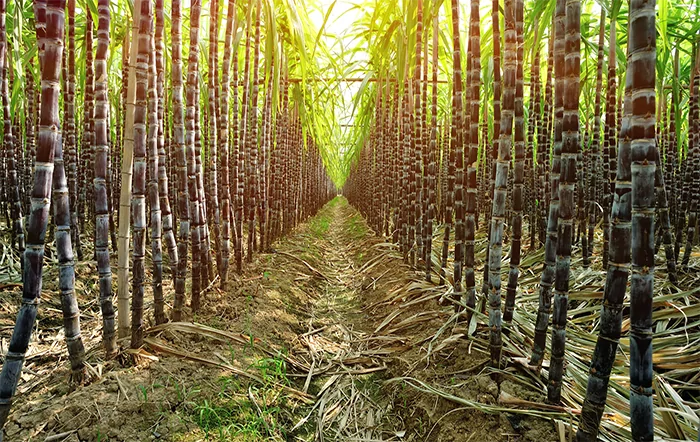 IPPA cai em novembro, mas acumula alta de 10% no ano