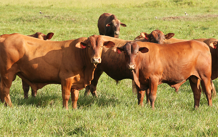 Pecuária brasileira encerra 2025 com crescimento