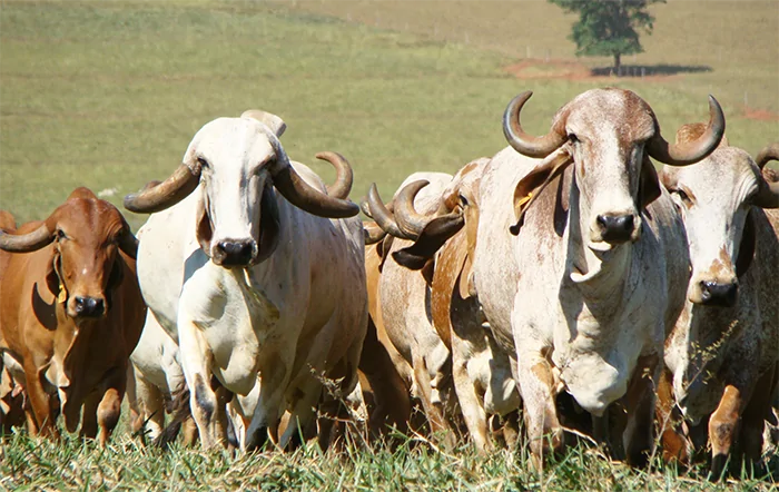 Brasil e Índia firmam acordo histórico para avançar na genômica da pecuária leiteira