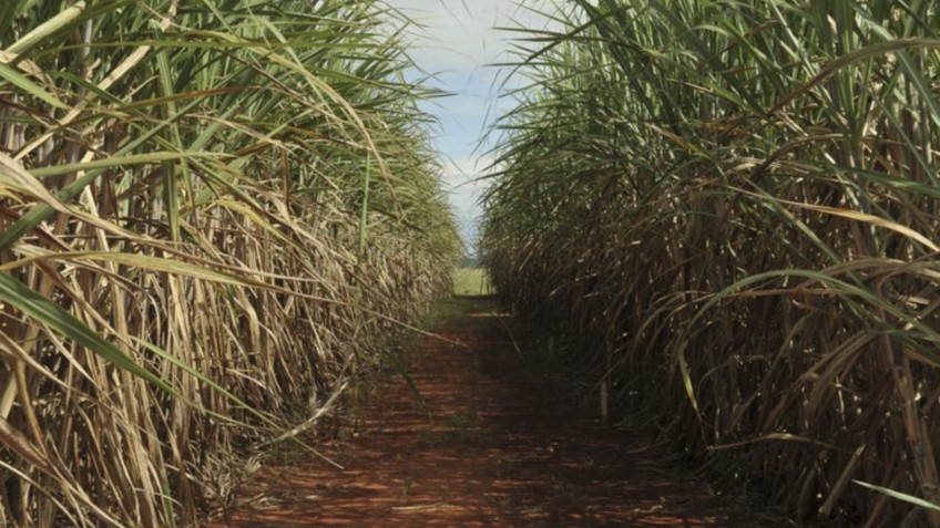 Os canaviais sofridos da Zona da Mata pernambucana. Por Xico Graziano