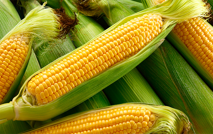 Conab compra 95 mil toneladas de milho para garantir o abastecimento do ProVB em 2026