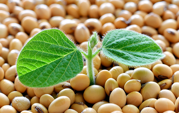 Soja: Mercado iniciam dezembro em ritmo lento; produtor segue atento ao clima