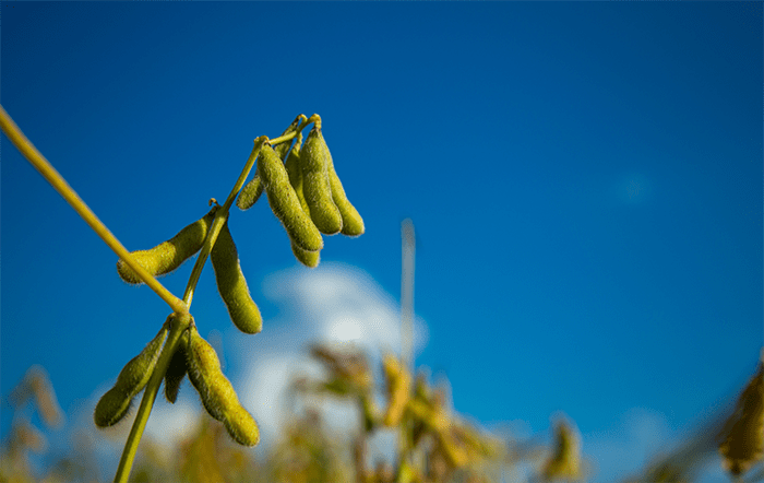 Soja: Negócios se aquecem no mercado spot