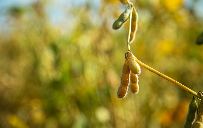Soja: Clima irregular reduz ritmo de semeadura e gera incerteza sobre produtividade