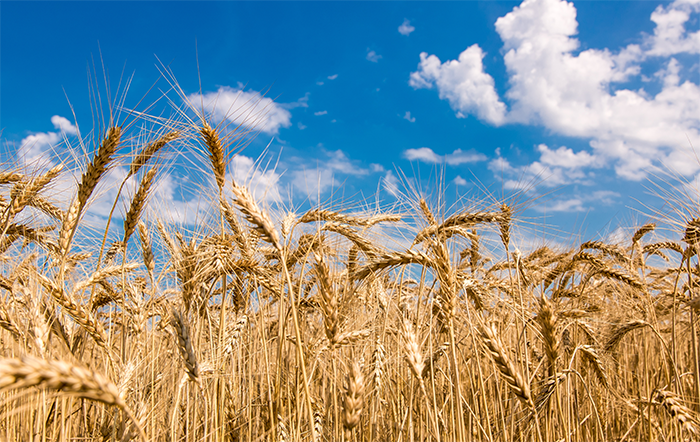 Trigo: Preços têm movimentos distintos entre as praças
