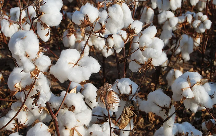 Algodão: Exportações seguem a todo vapor