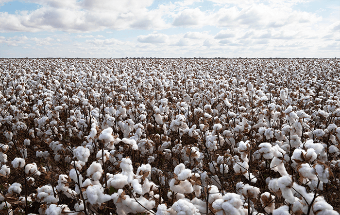 Algodão: Preços recuam nos mercados interno e externo; avança o plantio da nova safra
