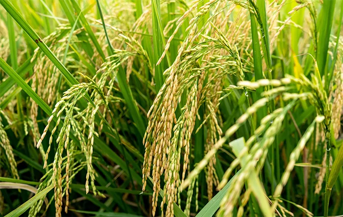 Arroz: Ainda lentos, negócios visam atender ao PEP e PEPRO