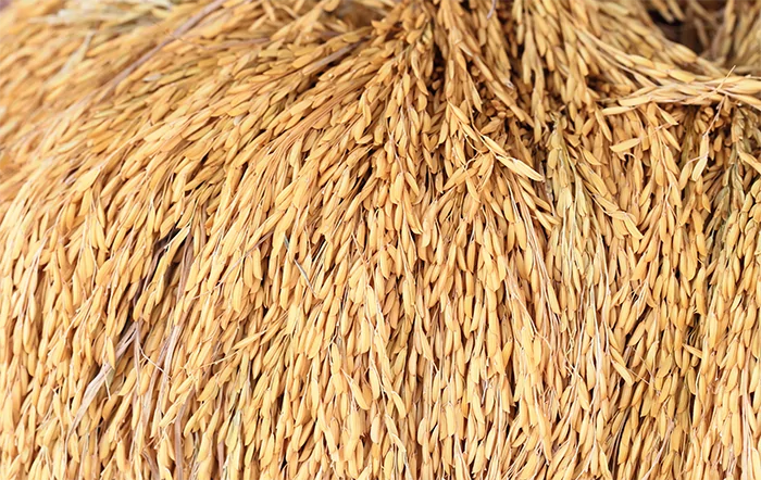 Arroz: Amplo excedente mantém pressão sobre cotações