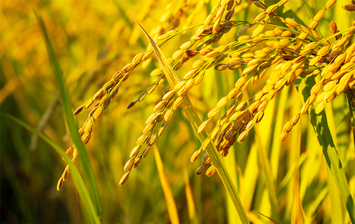 Arroz: Demanda interna e oferta ajustada sustentam cotações