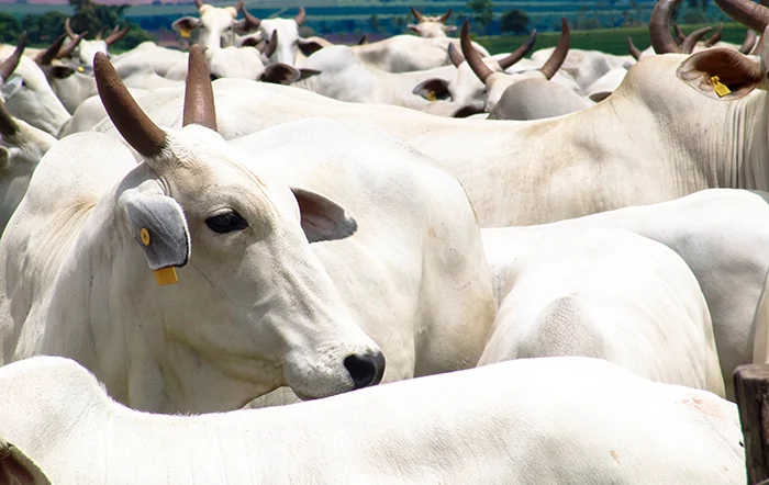 Boi: Escalas mais curtas sustentam cotações