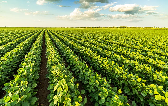 Reforma Tributária entra em fase de testes e exige adaptação do agronegócio 