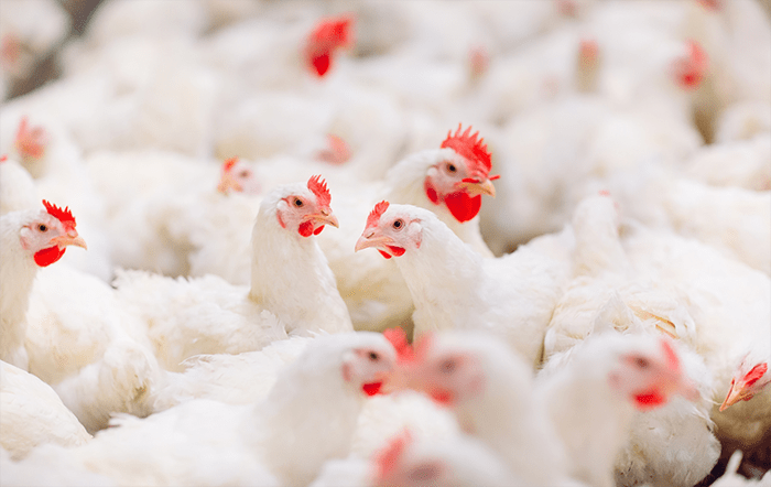 Frango: Poder de compra do avicultor cai pelo 3º mês