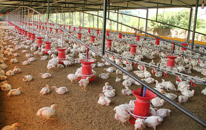 Frango: Exportações renovam recorde em 2025