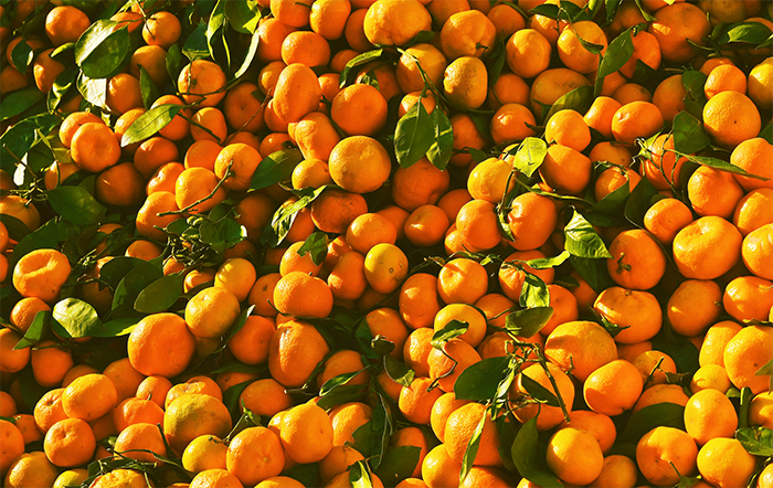 Citros: Chuvas retornam, mas clima ainda preocupa