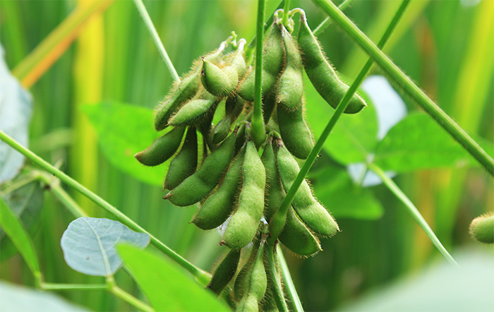 Aprosoja MT destaca importância da prorrogação do diferimento do ICMS para fertilizantes em MT