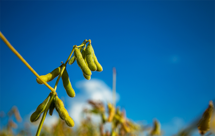 Soja: Liquidez aumenta, mas preços seguem em queda
