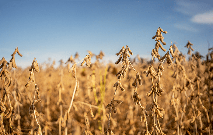 Aprosoja MT avalia decreto que regulamenta a lei da Moratória da Soja